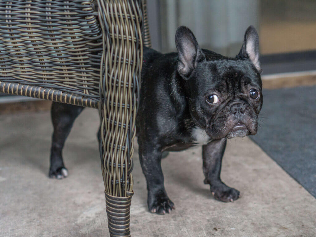 why does my dog poop in his crate