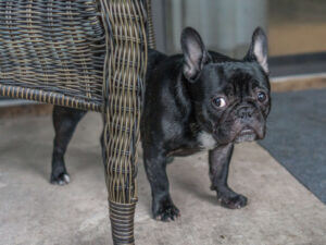 Guilty Dog Pooping in House