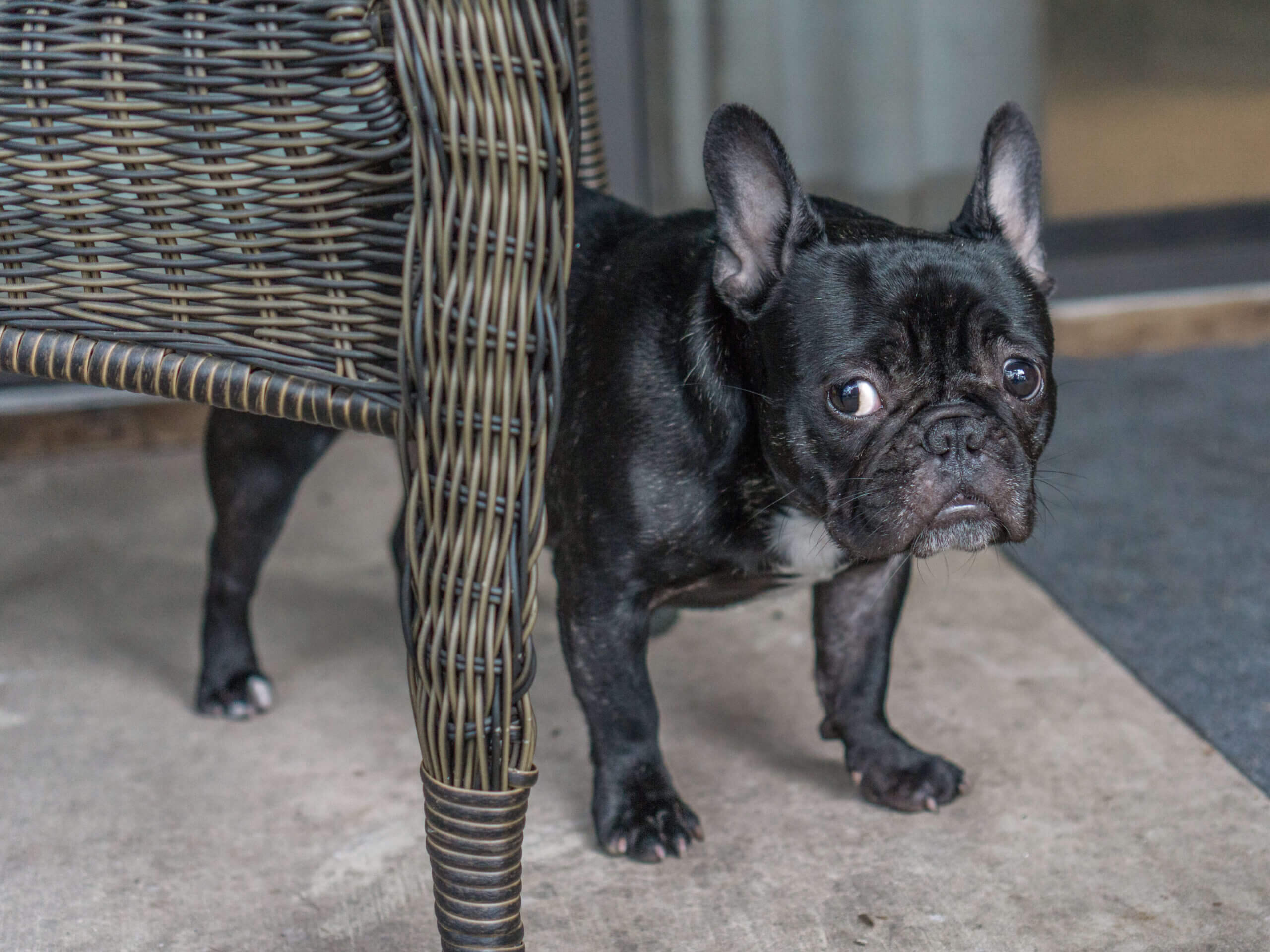 senior dog pooping in house