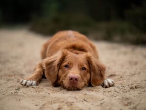 Signs of heat exhaustion in dogs