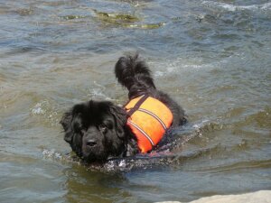 dog with life vest