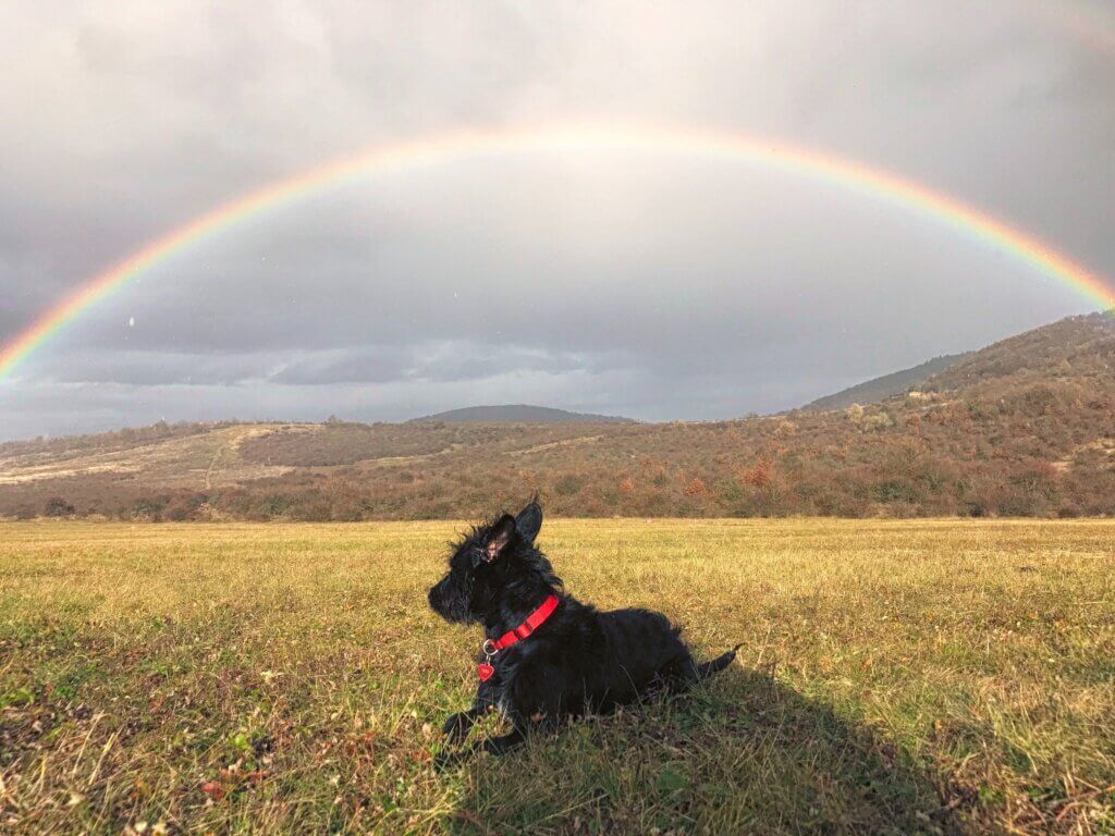 dog rainbow