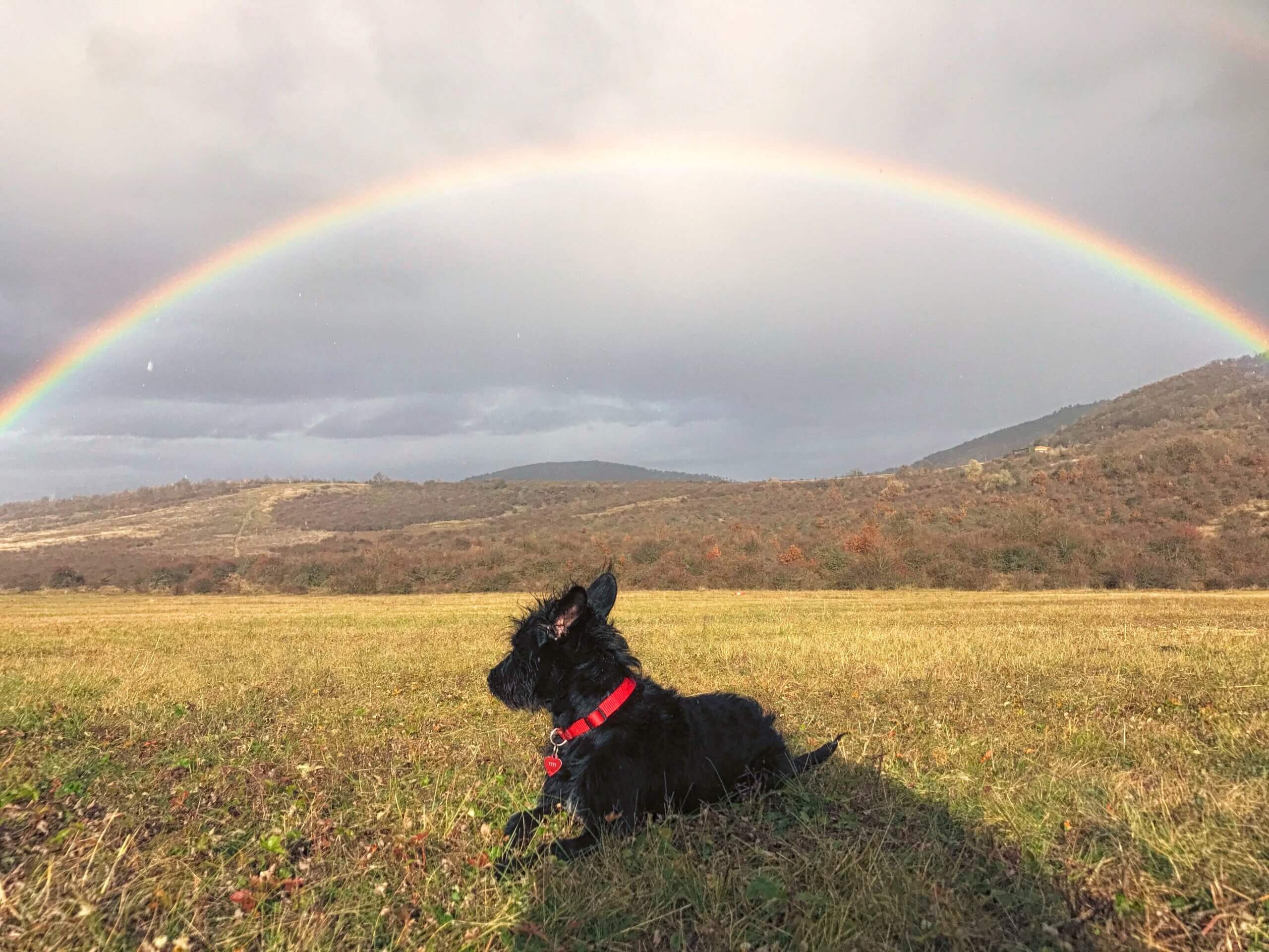 Why Dog Poop Color Matters - Super Scoopers
