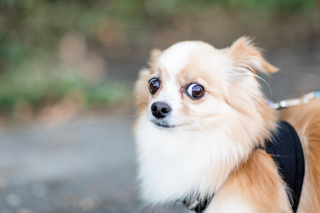 worried dog