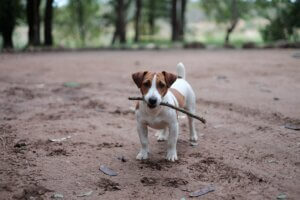 dog with stick