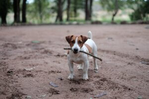 dog with stick
