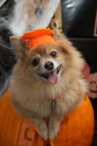 dog halloween