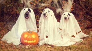 dog halloween