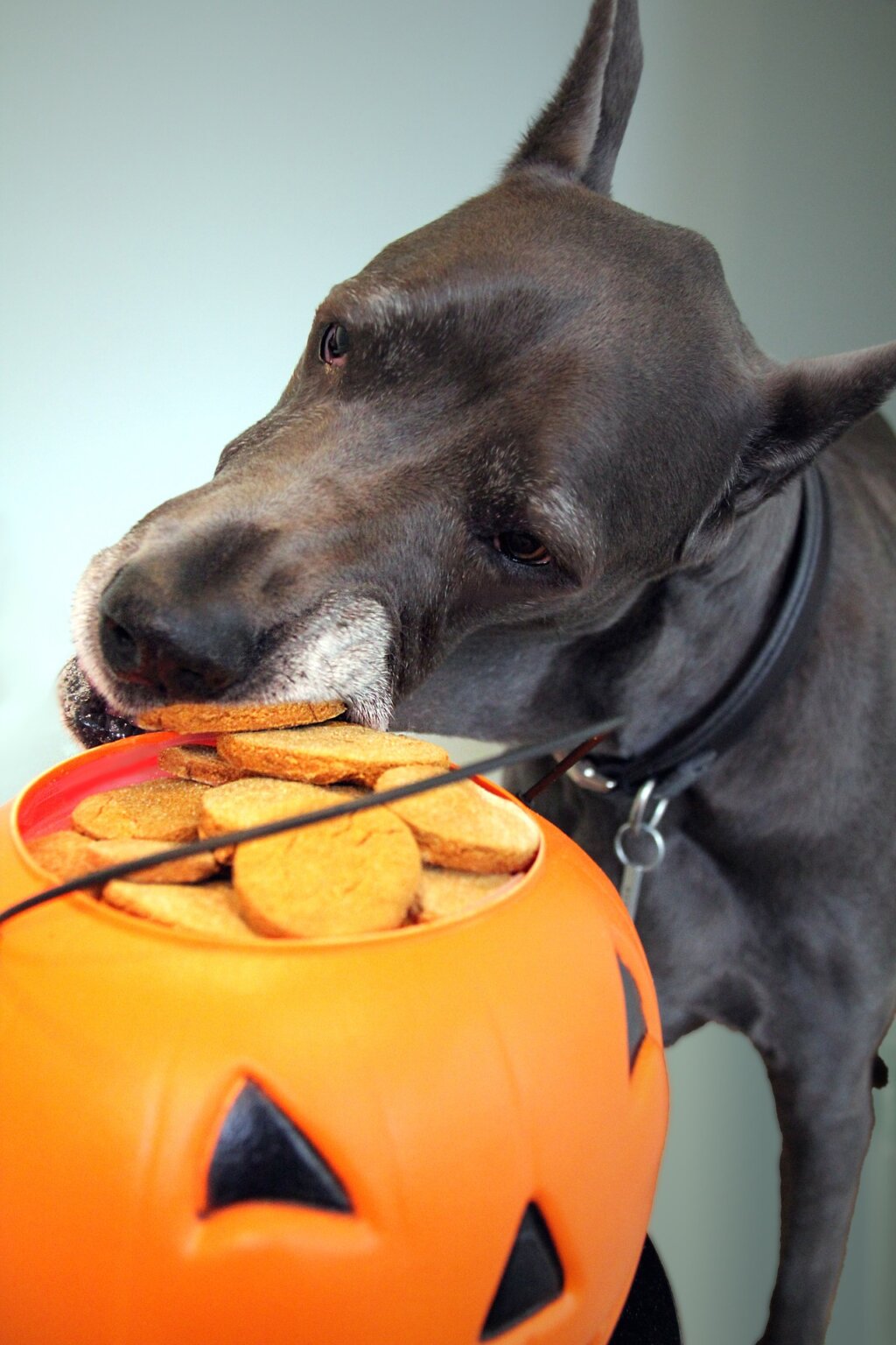 UhOh! Your Dog Ate Candy This Halloween Super Scoopers