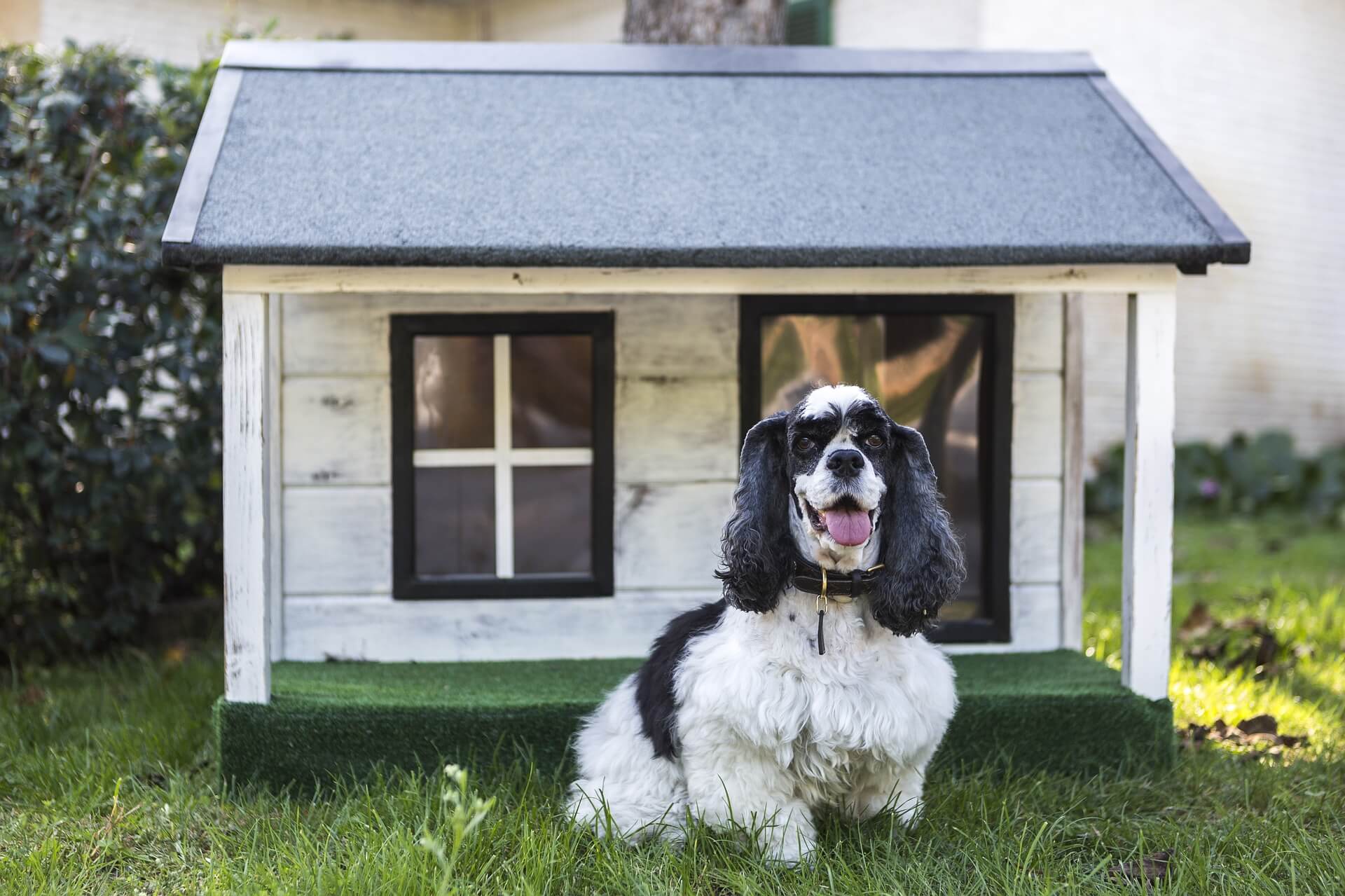 holiday house pet resort cost