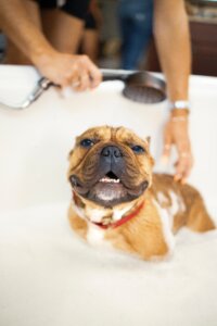 dog grooming