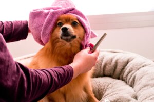 dog grooming