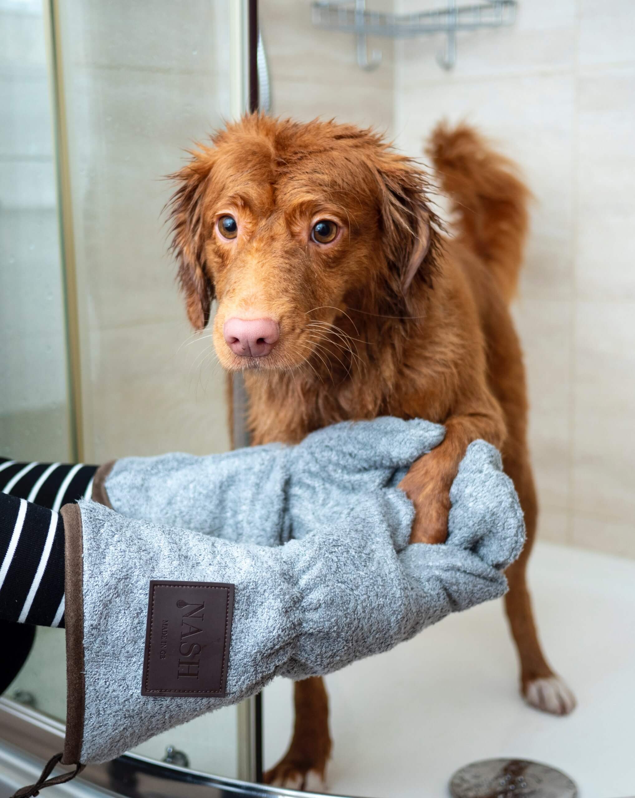 Do’s and Don’ts of Winter Dog Grooming Super Scoopers