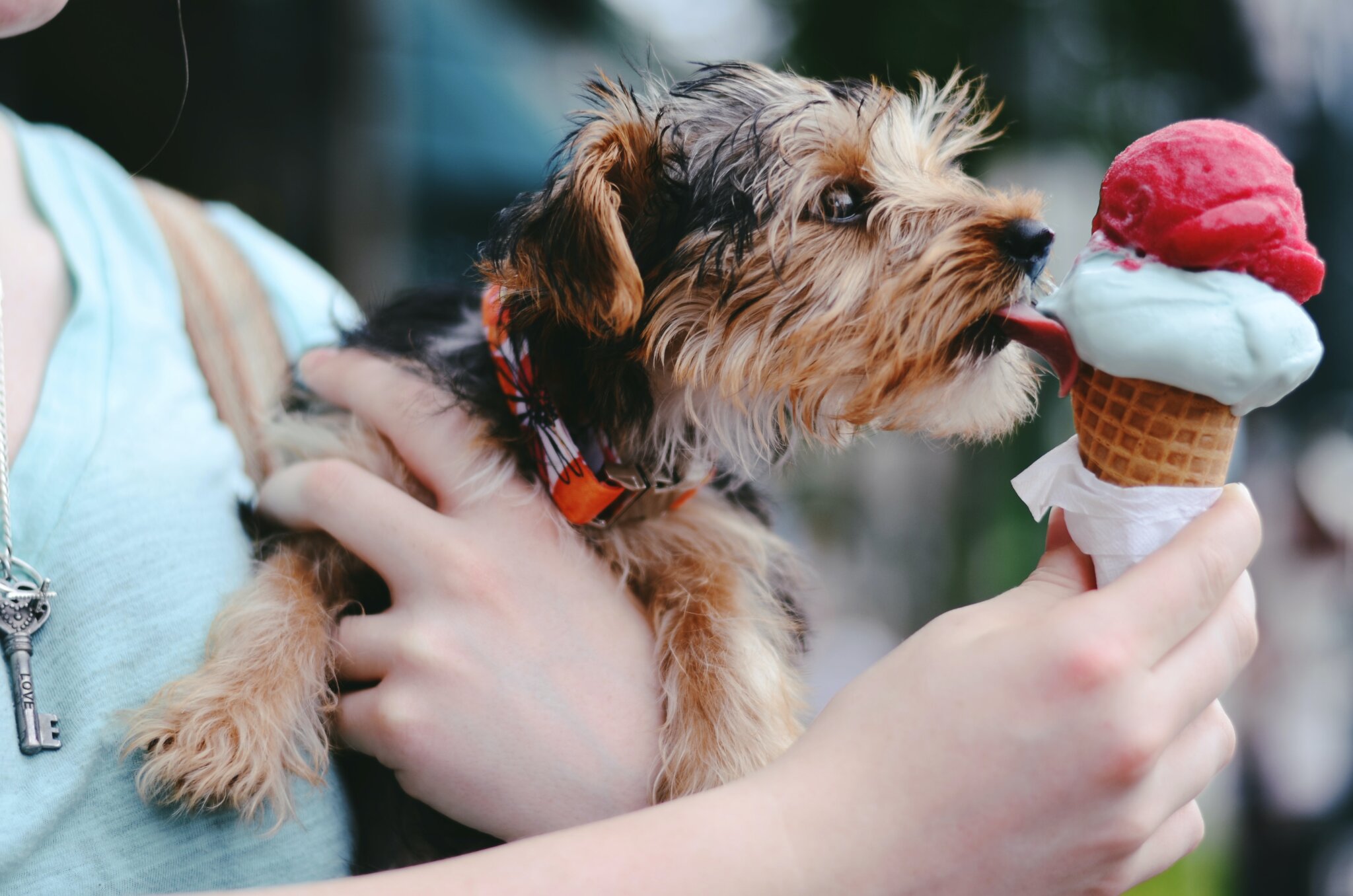 How to Cool Down a Dog 10 Ways to Help Dogs Beat the Heat Super