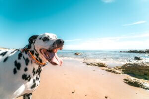 how to cool down a dog