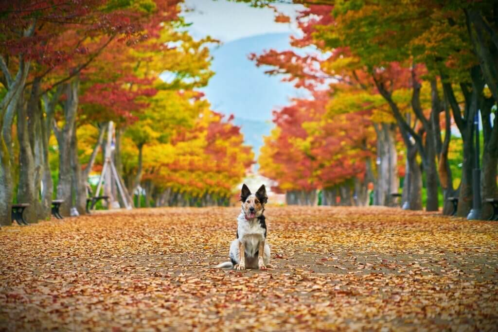 dogs in fall
