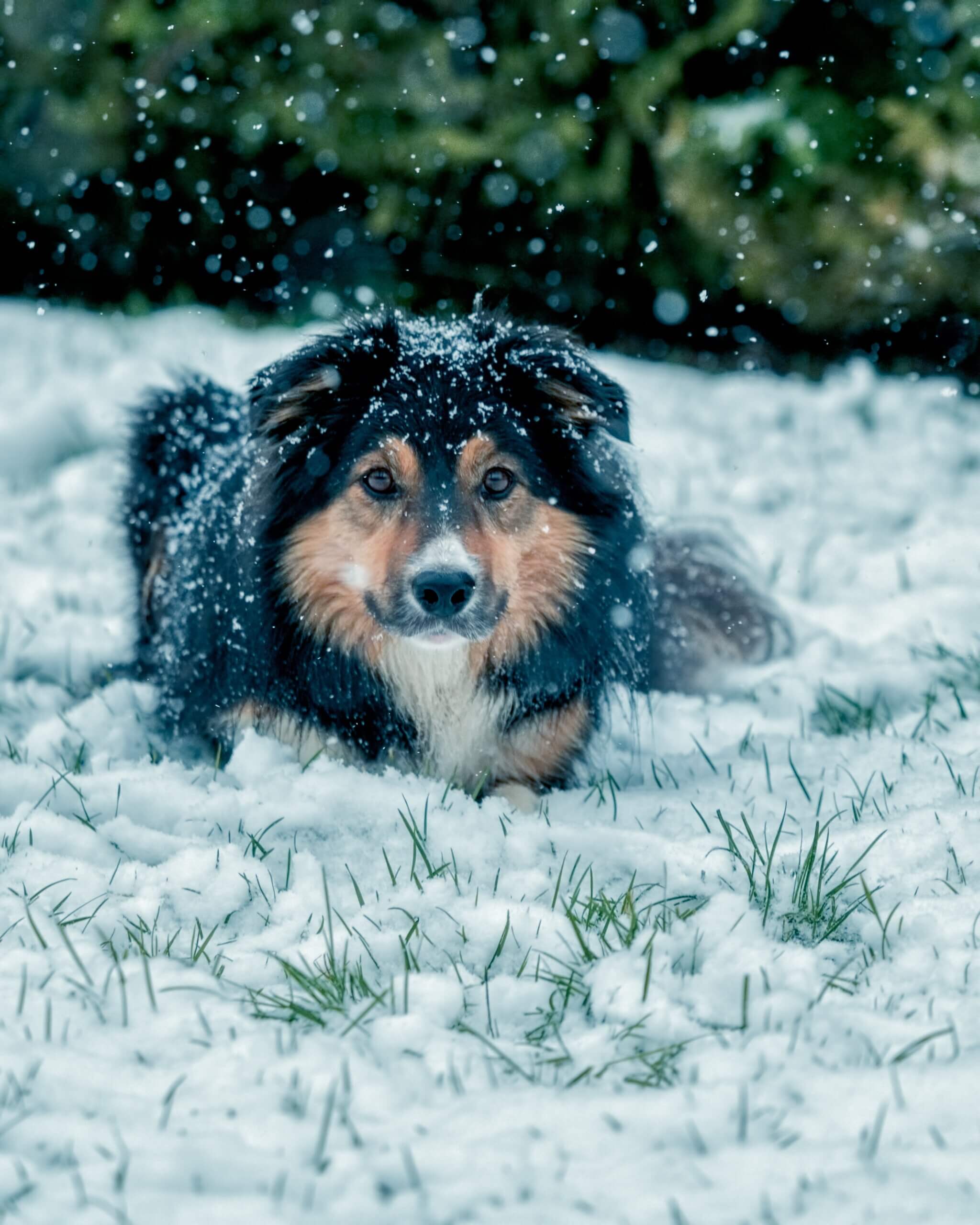 can a puppy die from cold weather