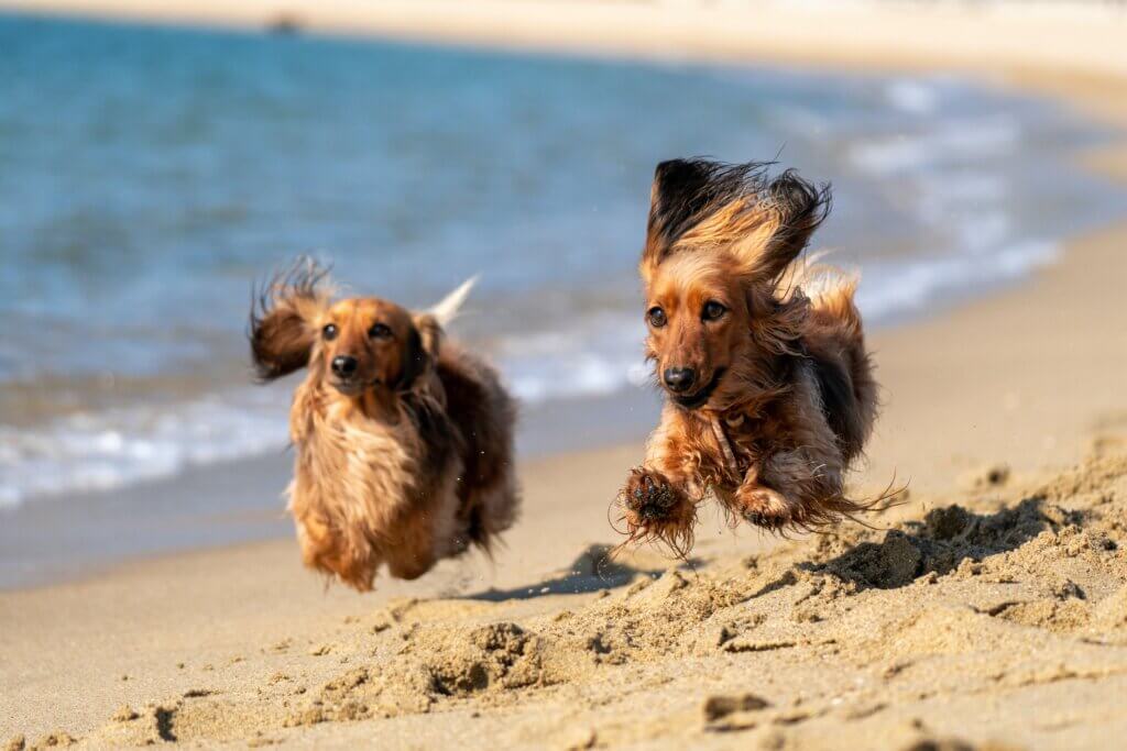 dog beaches
