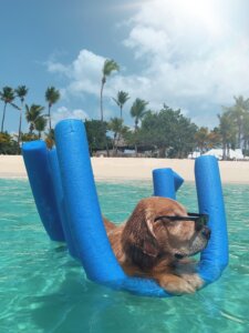 summer must haves for dogs