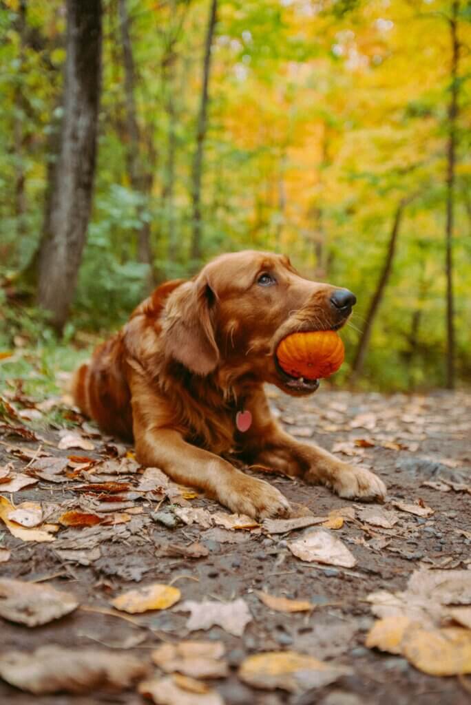 15 DogFriendly Fall Activities Near Me (Dallas Area) Super Scoopers