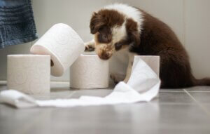 puppy potty training must haves
