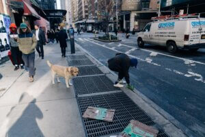 diseases in dog poop