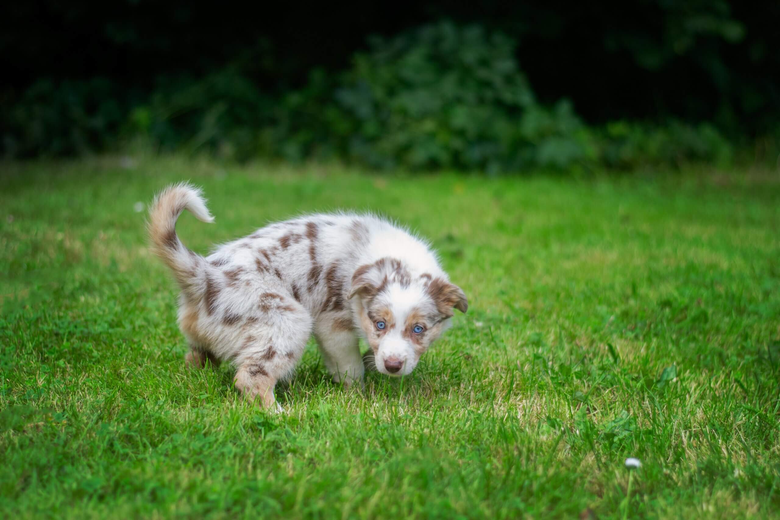 ayla-verschueren-BcQQZ0B9d1s-unsplash dog urine burns