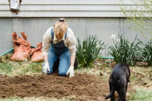 issues dog owners face