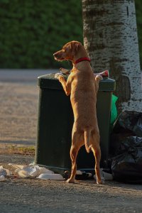dog trash can
