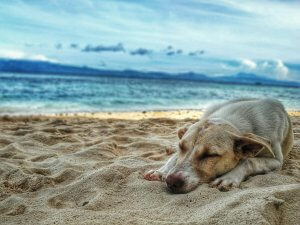 summertime dog safety