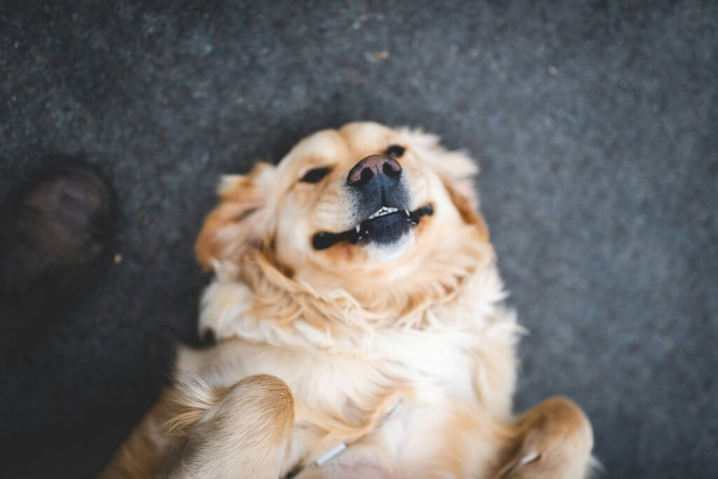 why dogs do the things they do