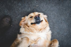 why dogs do the things they do