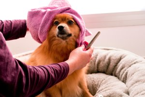 how often should you clean your dog